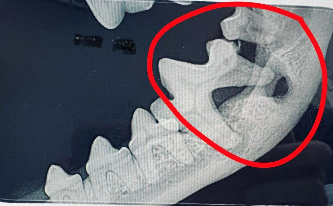Dentalröntgen bei Hund und Katze